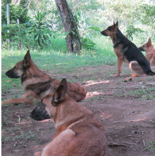 manada malinois